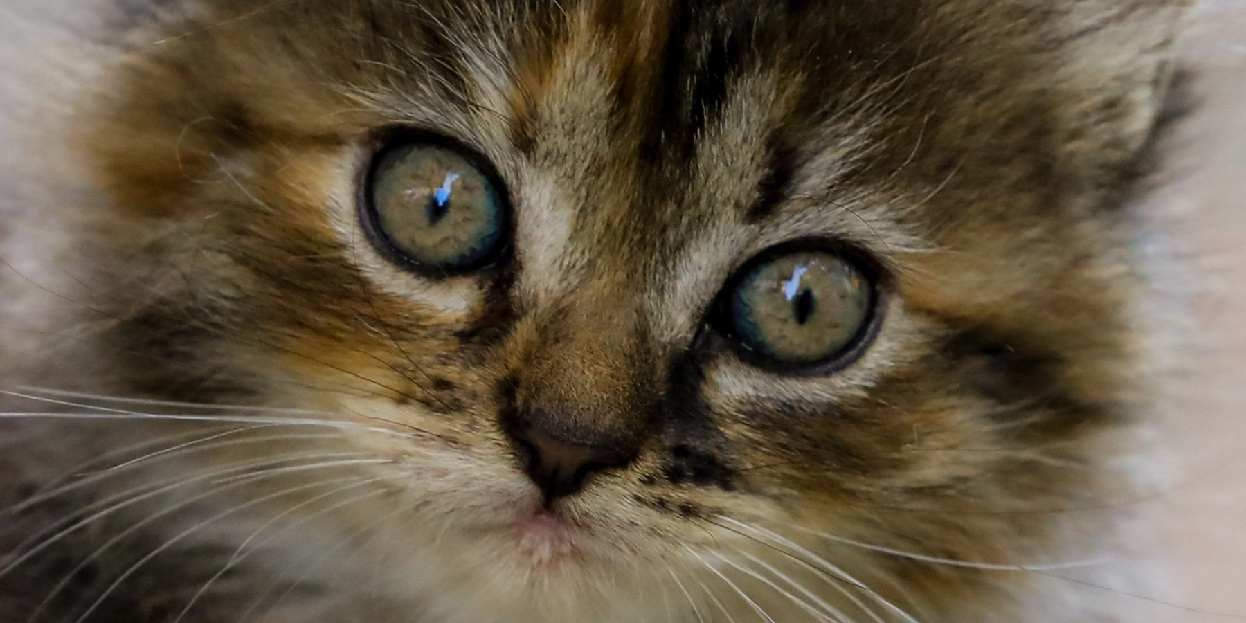 Even happier eyeballs